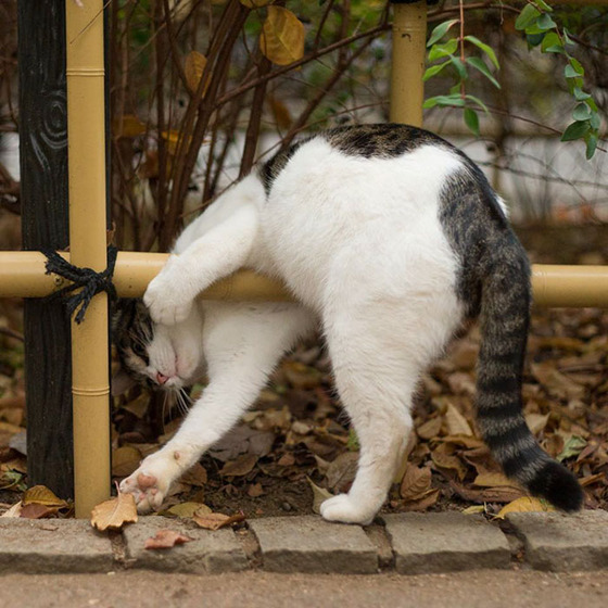 japanese_stray_cat_34
