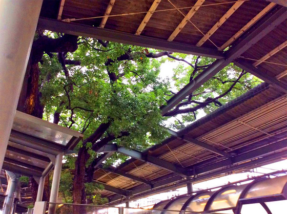 kayashima_5