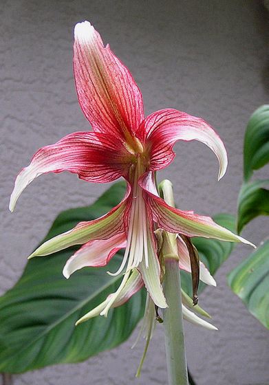 Amaryllis18
