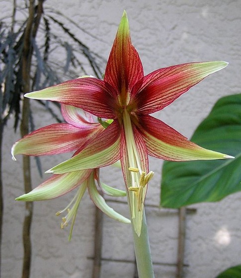 Amaryllis13