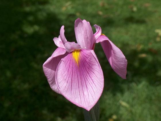 00442