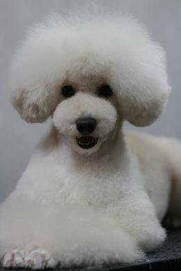 poodle_japanstyle_trim_14