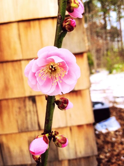 ume_3