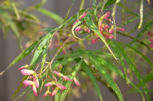maple_2