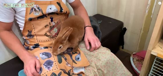 海外のうさぎ好きyoutuber 日本のうさぎカフェに行ってきた 日本のうさぎカフェに対する海外の反応 すらるど 海外の反応