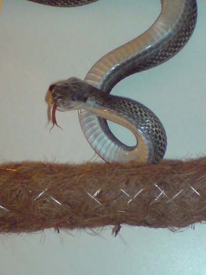 ratsnake_4