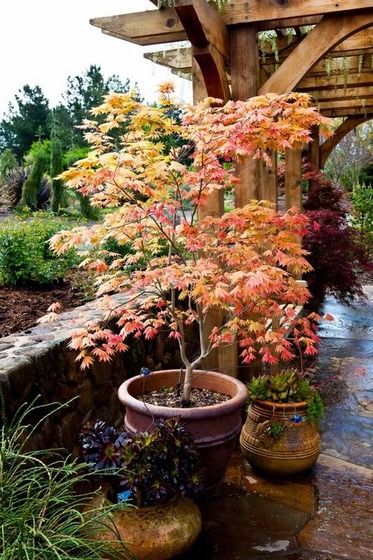 maple_9