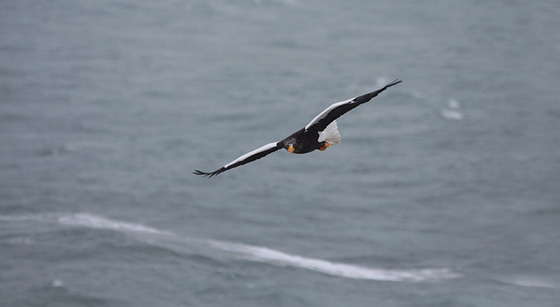 bird_japan_12