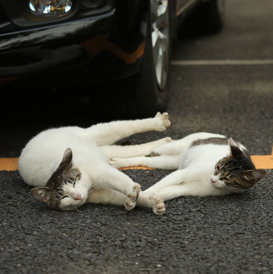 japanese_stray_cat_37