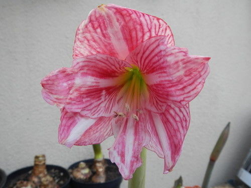 Amaryllis2