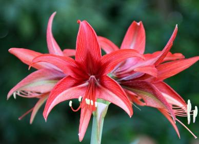 Amaryllis34
