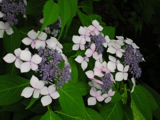 Hydrangea_10