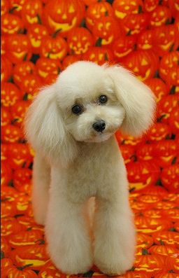 poodle_japanstyle_trim_6