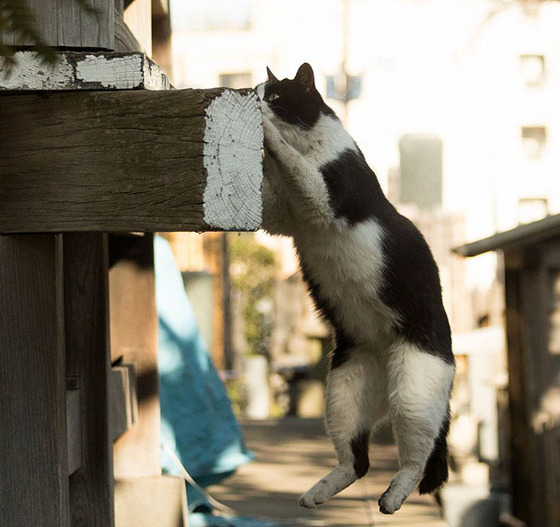 japanese_stray_cat_42