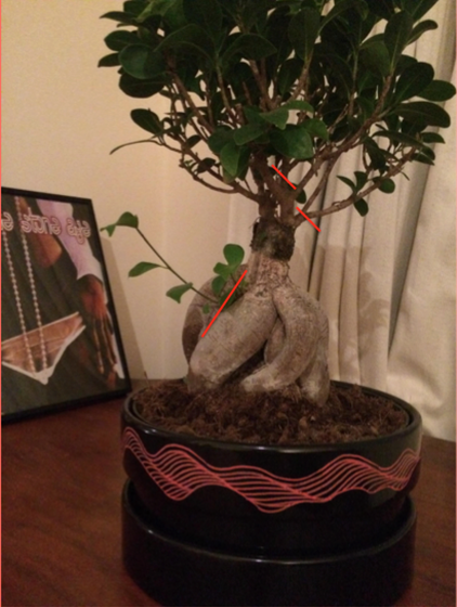 bonsai_style_12