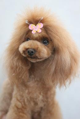 poodle_japanstyle_trim_18