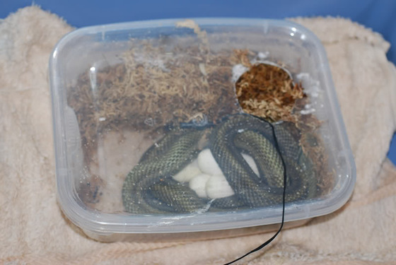 ratsnake_15
