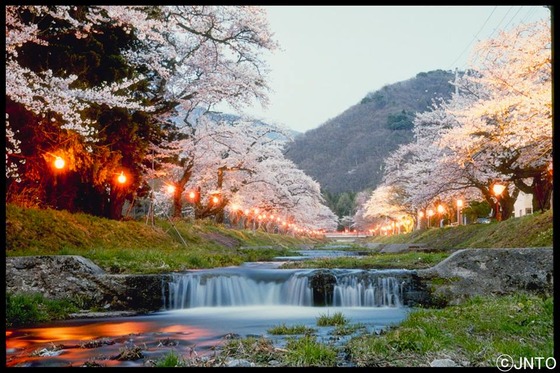japan_sakura7