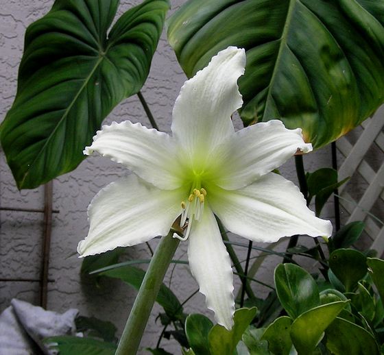 Amaryllis10
