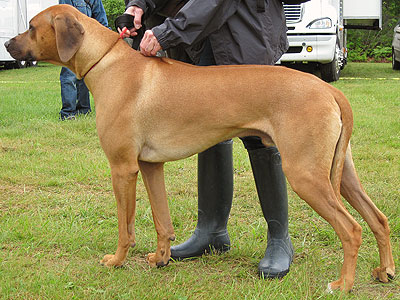 海外の日本犬オーナー 周りの人達はあなたの飼っている日本犬を見てどんな反応をしてる 海外の反応 すらるど 海外の反応