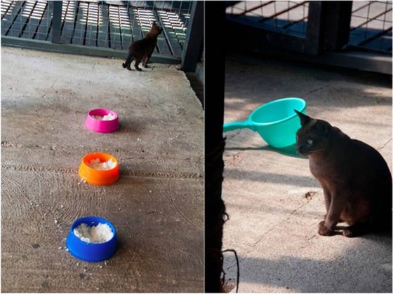 catland_12_3