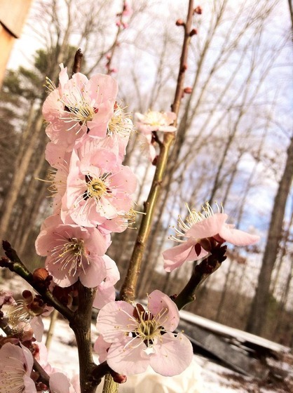 ume_2