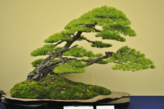 bonsai_style_7