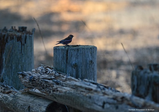 bird_japan_6