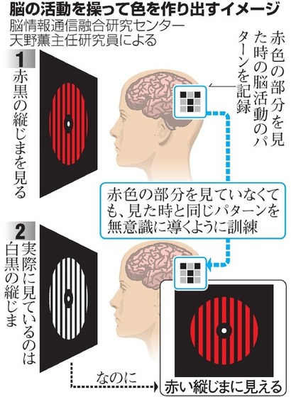 brain