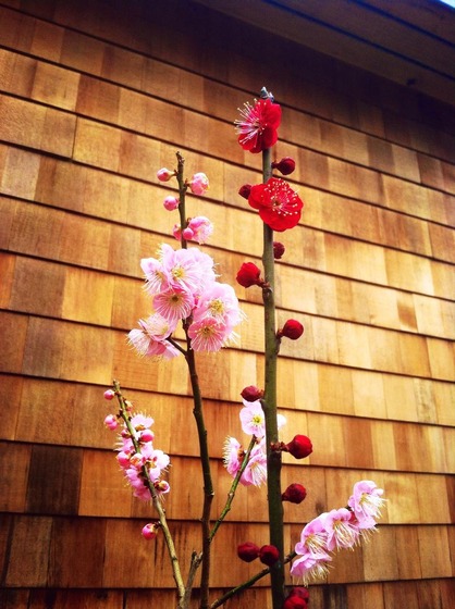 ume_1