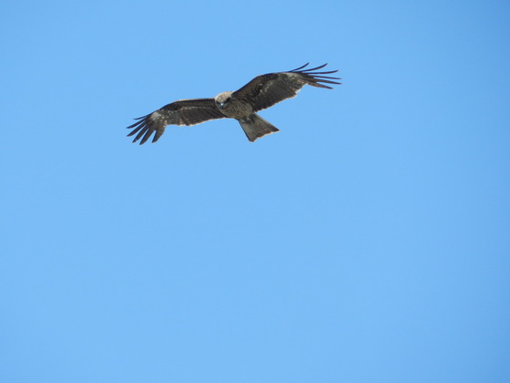 swedish_japan_trip_24