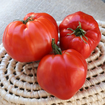 tomato_16