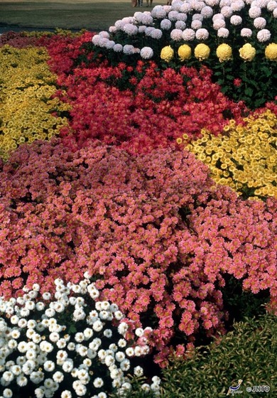 japan_fallscene8
