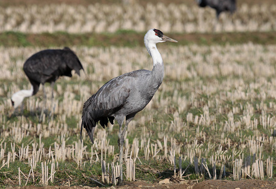 bird_japan_18