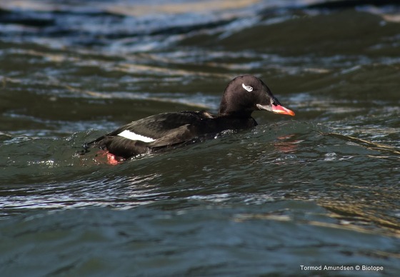 bird_japan_31