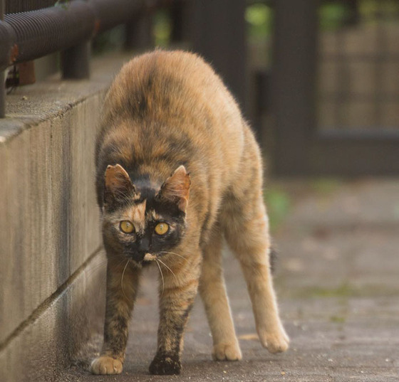 japanese_stray_cat_10