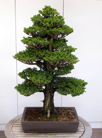 bonsai_style_8