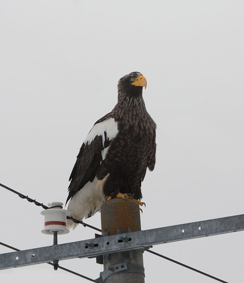 bird_japan_10