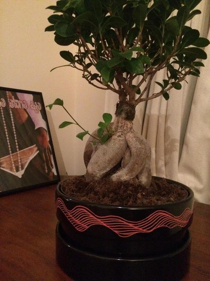 bonsai_style_11