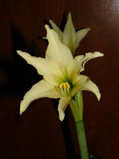 Amaryllis22