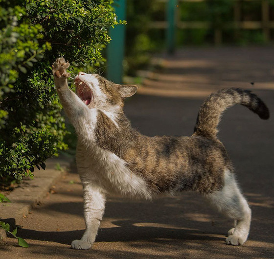 japanese_stray_cat_38