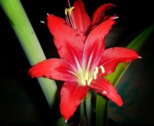 Amaryllis30