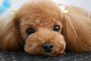 poodle_japanstyle_trim_13