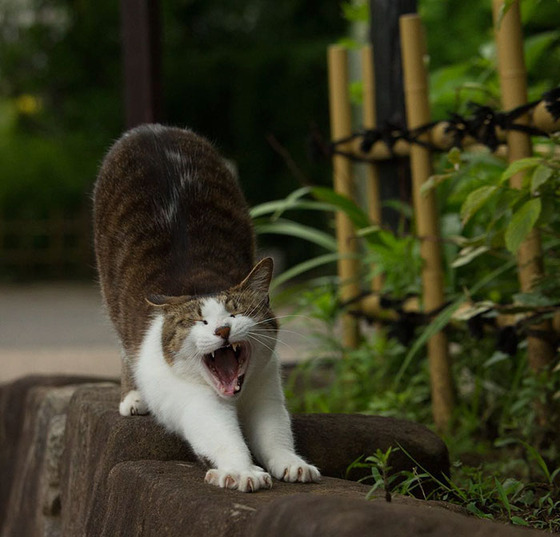 japanese_stray_cat_43