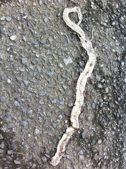 snake_5