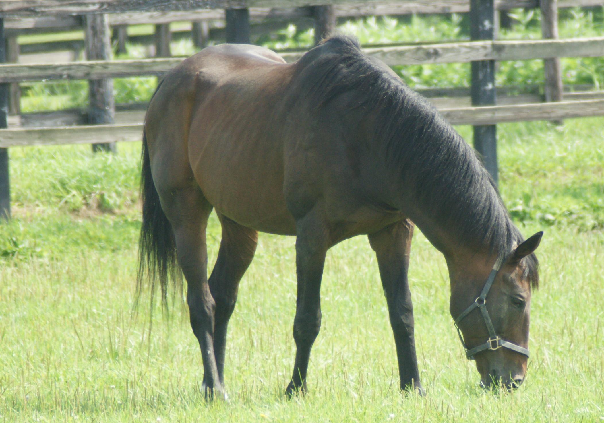 スーパークリーク スライムの競馬ブログ