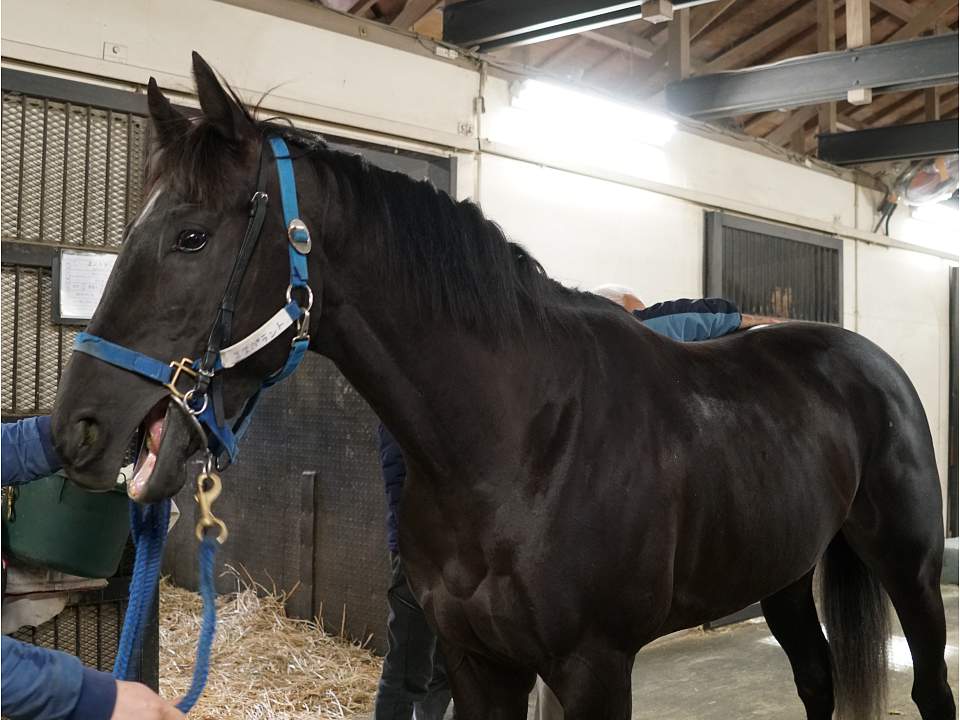 一口馬主 今週の出走馬 3 21 スライムの競馬ブログ