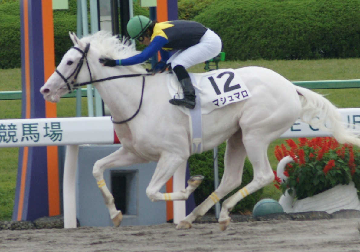 新馬 マシュマロ スライムの競馬ブログ