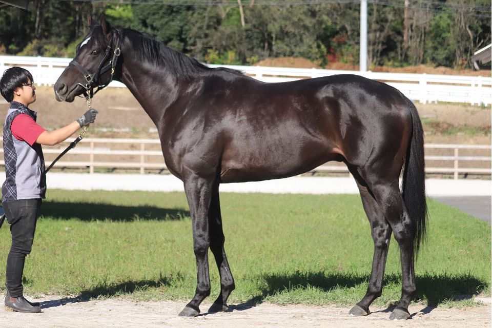 一口馬主 特別登録馬 11 スライムの競馬ブログ