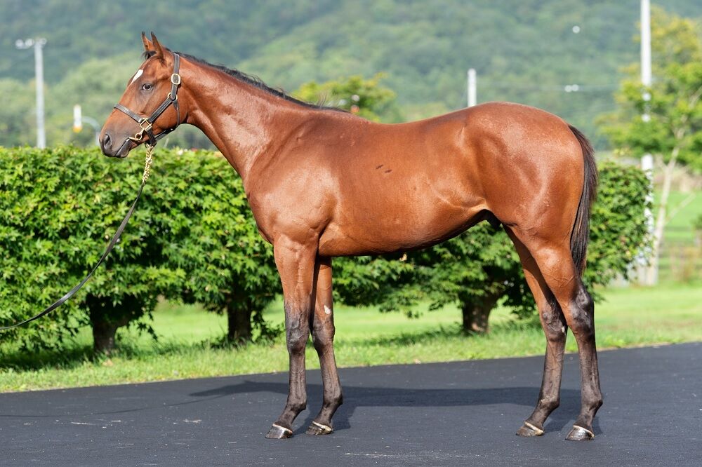 ロードto アンダルシア19 走りに対して前向きな性格 スライムの競馬ブログ